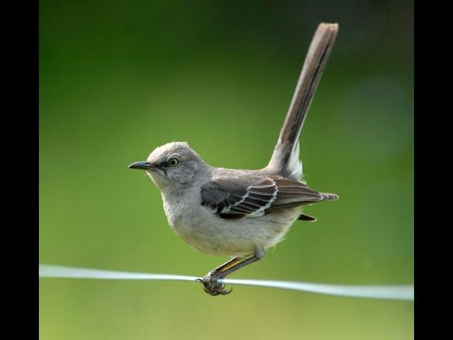 Arkansas Birds Webinar