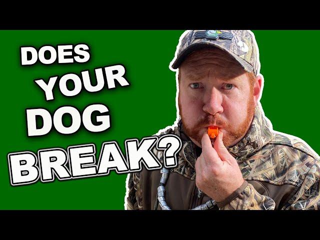 Duck Hunting Dogs | Ask Joel Anything Q&A