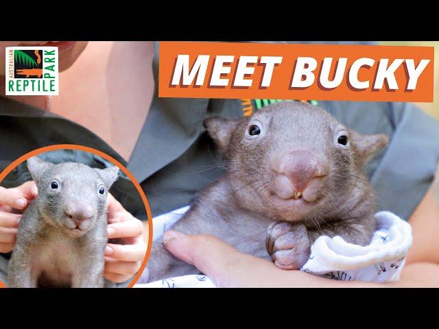 Meet BUCKY the WOMBAT JOEY | Australian Reptile Park