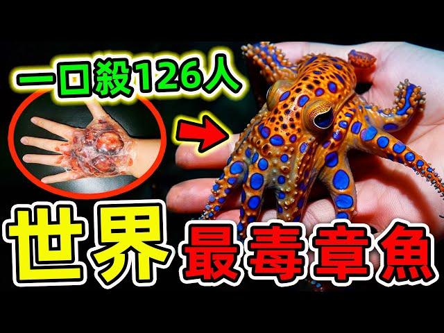 全世界最毒的10種章魚！藍環章魚只排第3，第一名一口能殺126人，比眼鏡王蛇更毒50倍，看見千萬別碰。|#世界之最top #世界之最 #出類拔萃 #腦洞大開 #top10 #最毒章魚