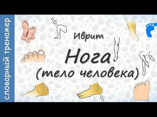 Тело человека на иврите. Нога || crazylink.ru