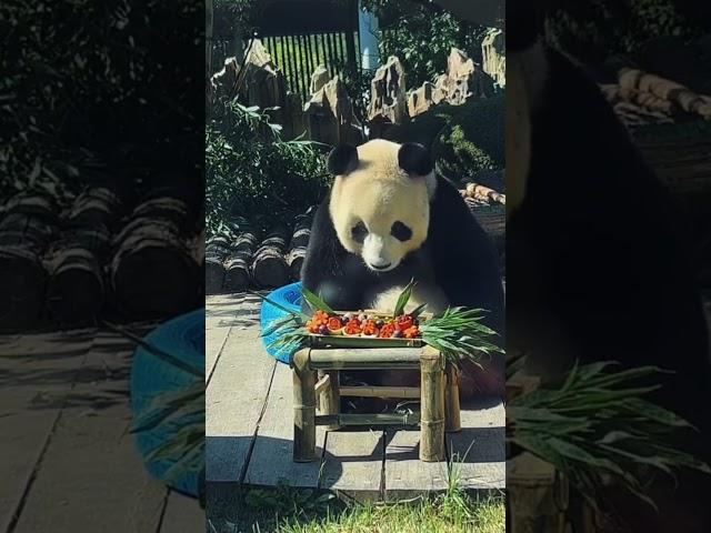 萌妹的美，真是让人无法自拔 ！ #panda #大熊貓