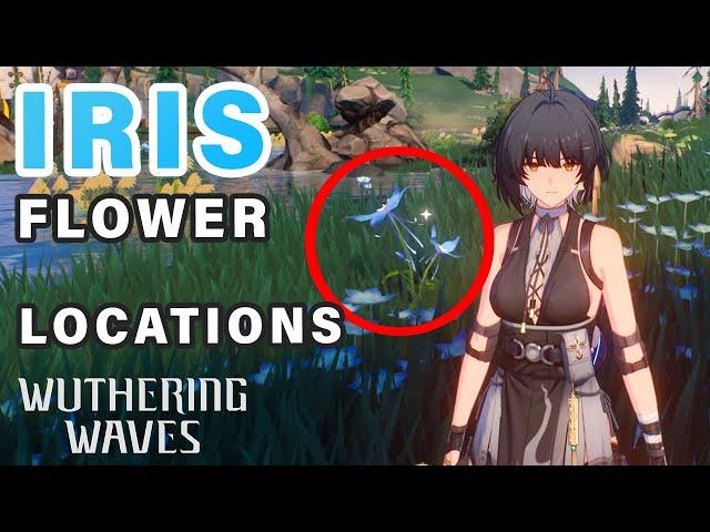 Iris Flower Locations | Ascension Material ► Wuthering Waves