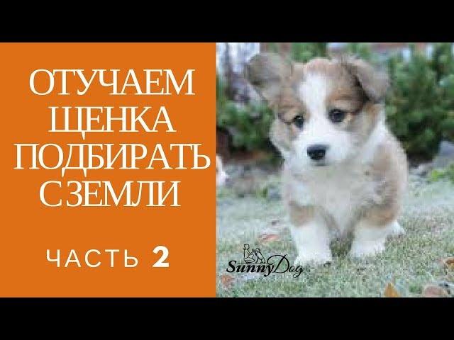 Отучаем щенка подбирать с земли. Часть 2