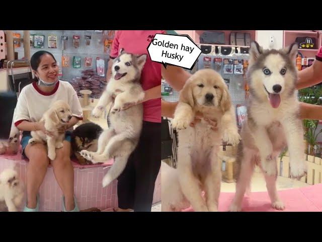 Chọn Golden Hay Husky Ngáo ?? Mật Pet Family