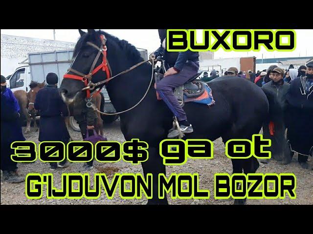 BUXORO G'IJDUVON MOL BOZOR .БУХОРО ГИЖДУВОН МОЛ БОЗОР.11 ноября 2020 г.