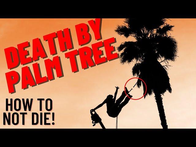 Expert Arborist Reacts To Horrific Palm Tree Climbing Accidents
