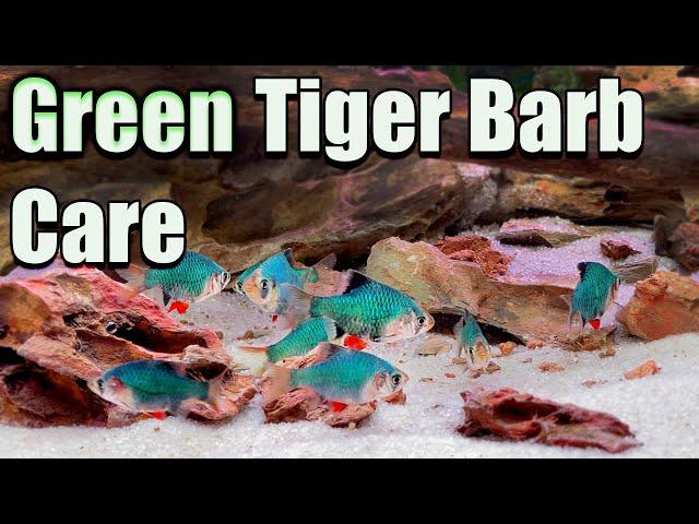 The Ultimate Green Fish! Green Tiger Barb Care and Breeding