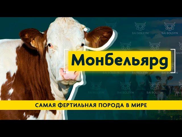 Монбельярд — лучшее молоко для изготовления сыров. Рацион, содержание и опыт выращивания породы