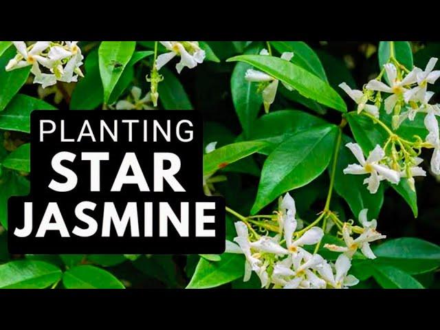 Step-by-Step: Planting STAR JASMINE On A Trellis 