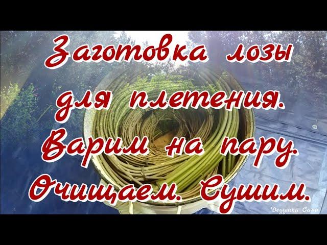 17. Лозоплетение. Заготовка лозы. Пропариваем_Очищаем_Сушим.