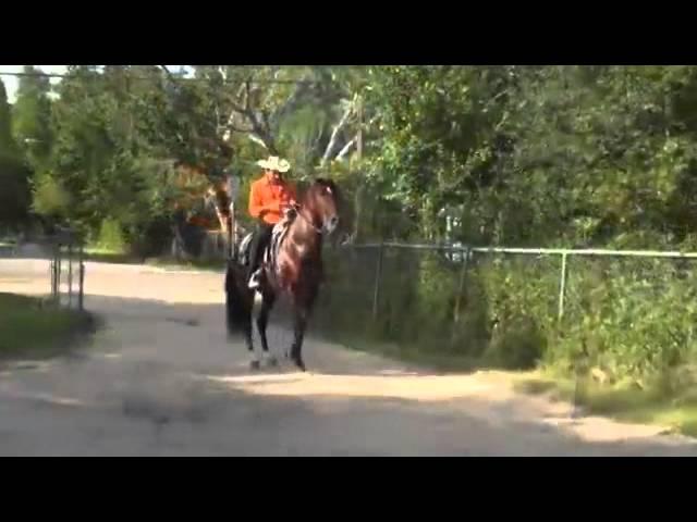 EL HUIZACHE [VIDEO OFICIAL] — CASIMIRO SÀNCHEZ Y SU GRUPO TIERRA CALIENTE.