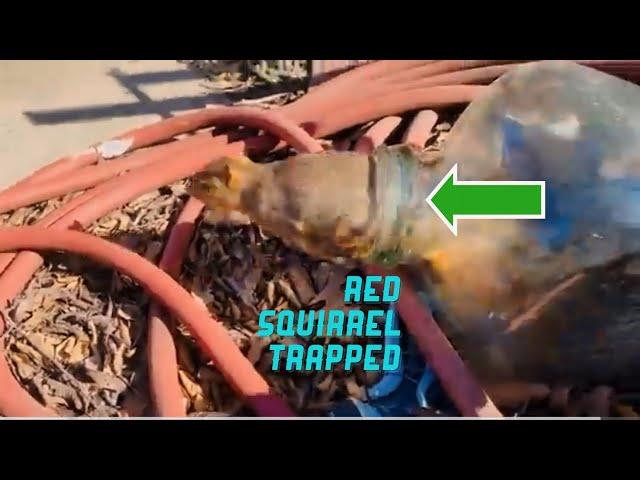 Red Squirrel Trapped in Vintage Gallon | Animal Rescue