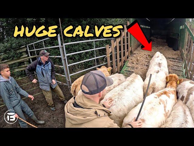 This Is The BEST Calf Crop We Have EVER Had | These Cows Are Impressive! | Weaning Cattle