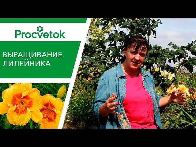 Выращивание лилейника: особенности, уход до и после цветения