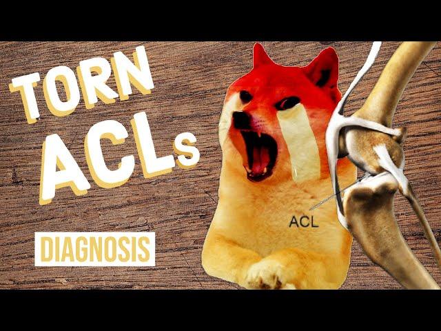 How to Tell If Your Dog Has a Torn ACL