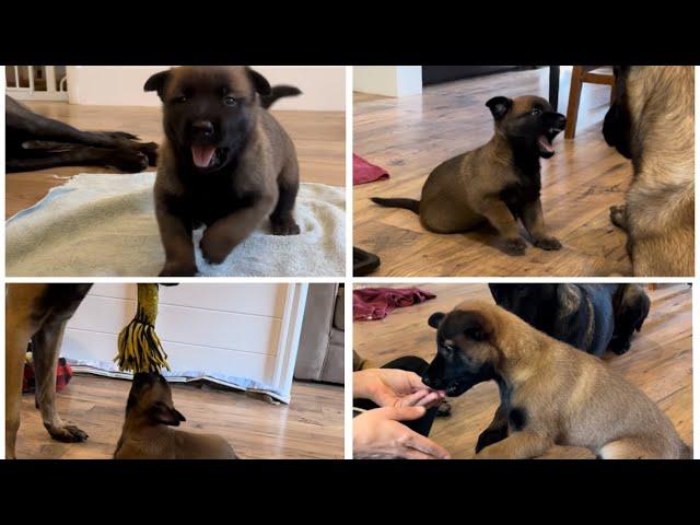 Puppy Compilation #belgianmalinois #doglife #puppy #puppyvideos