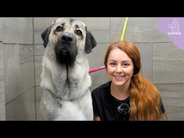 The Strongest Bite Force In The Dog Kingdom | Turkish Kangal