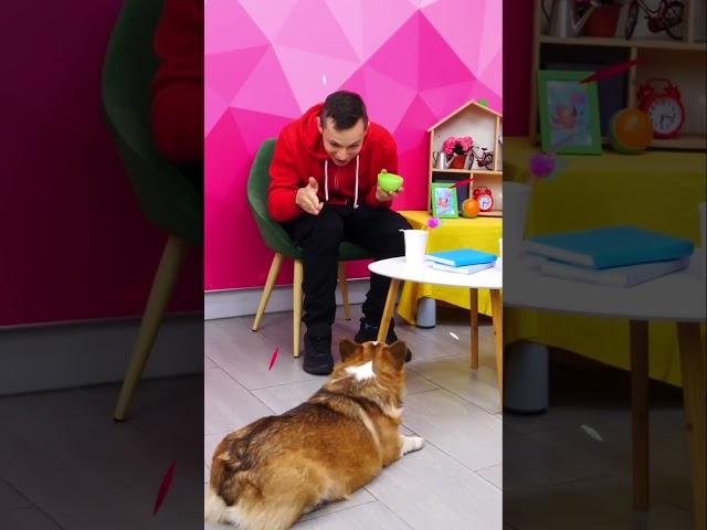 Корги Альф выполняет команды  Смешные видео про собак для детей #смешно #корги #собаки