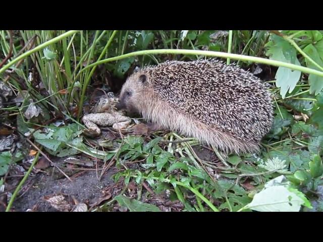 Seltene Naturbeobachtung: Raubtiere: Igel frisst Kröte