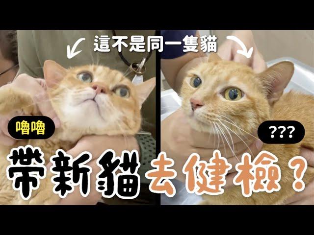 【黃阿瑪的後宮生活】帶新貓去健檢？