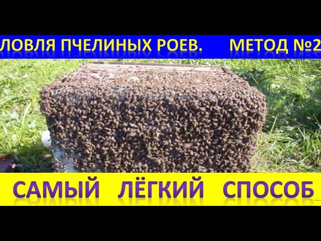 Ловля пчелиных роев. Самый простой способ!