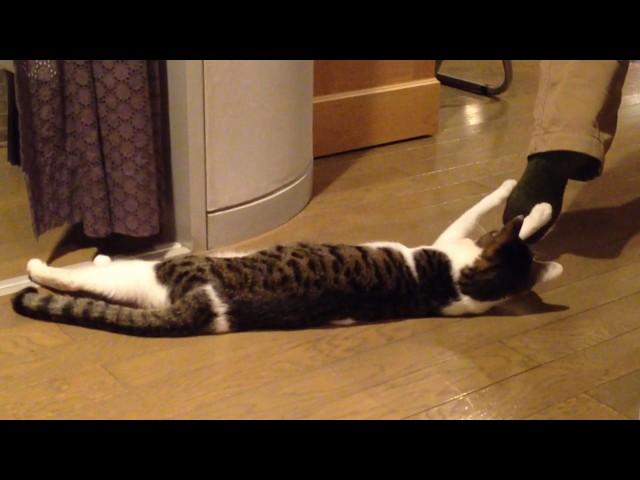 Funniest Cat Video Compilation 2024