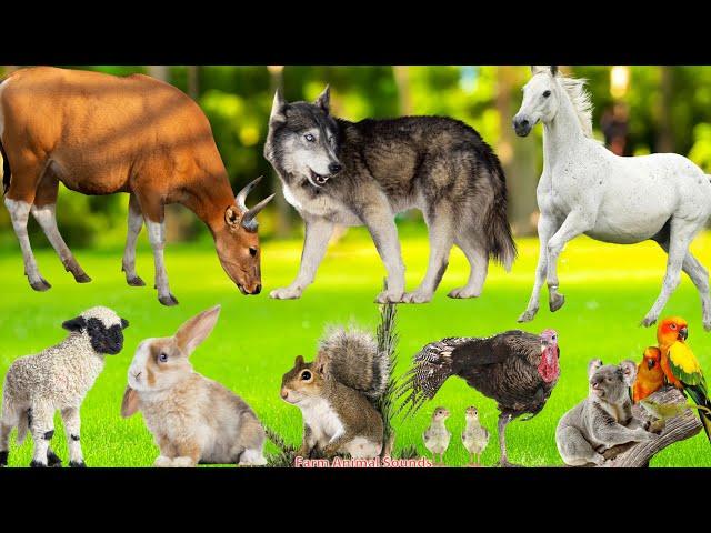 Cute & Funny Animal Sounds: Sheep, Parrot, Koala, Horse, Wolf, Turkey, Squirrel, Cow - Animal Sounds