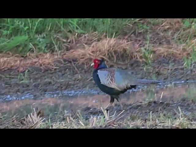 雉も鳴かずば撃たれまい