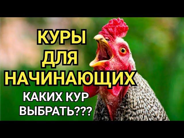 Каких кур выбрать/ Куры для начинающих/породы кур/Куры породы кросс