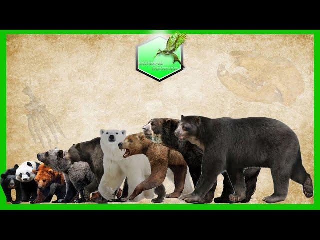 Bear Species Comparison LİVİNG EXTİNCT