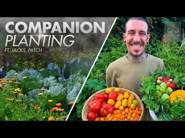 All about Companion Planting for a small Space