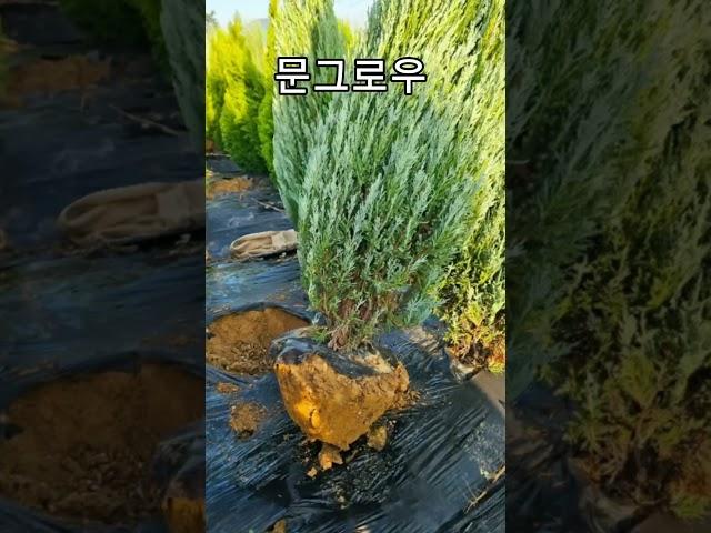  4계절 푸르른 조경수, 에메랄드그린, 부쉬, 서양측백, 문그로우 