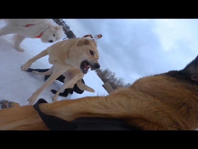 Belgian Malinois Protects Pit Bull At Dog Park