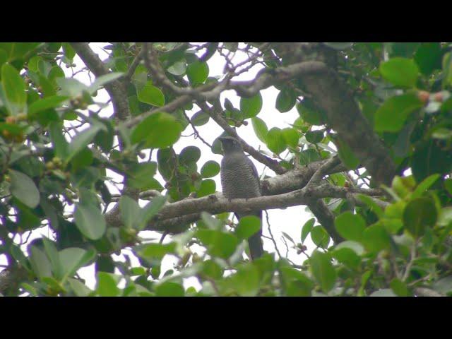 Barred Cuckoo-Shrike