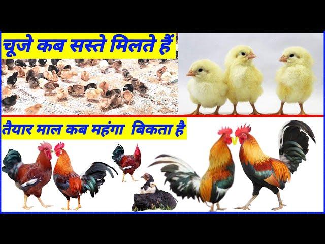 ये वीडियो सिर्फ़ चालाक किसान देखें!desi murgi palan kaise kare!!desi murgi palan business in hindi!!