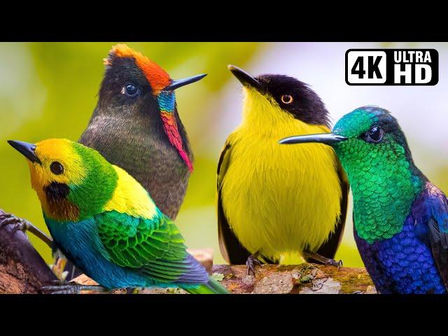 Most Amazing Birds in the World | Breathtaking Beauty of Earth's Most Exquisite Birds | Relaxation