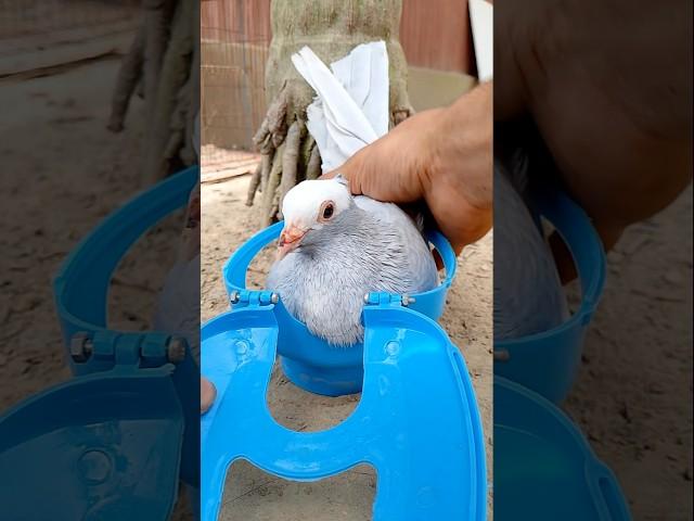 Kalapatai treatment #kalapati #birds #pigeon #kabutar #cat