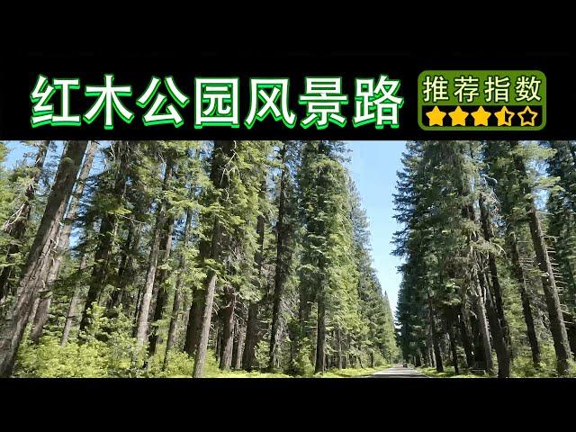 【11天环游美西 • 红木国家公园风景路】Redwood Scenic Drive