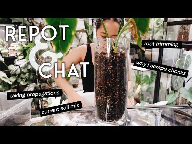 another big repot and chat #10 - chopping plants, trimming back roots and my current soil mix