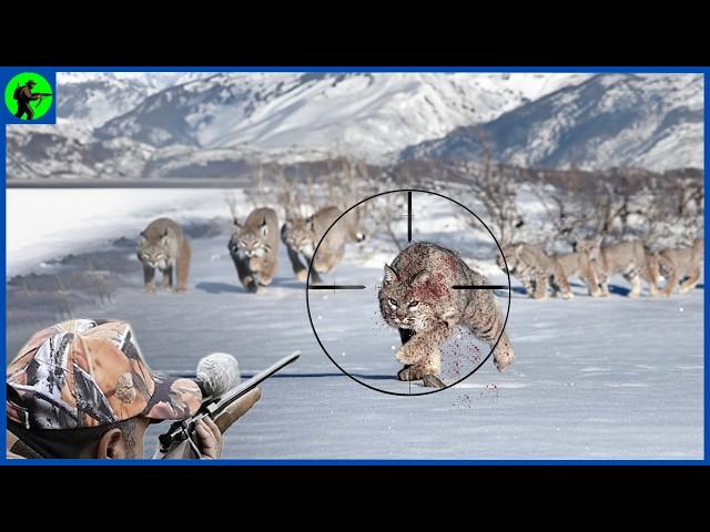 How Do Top Hunters In America Deal With Millions Of Bobcats | Farming Documentary