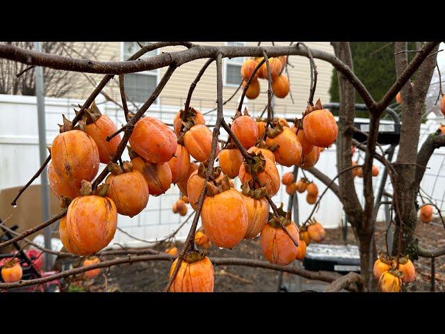 When to Pick & Eat Astringent SAIJO Persimmon