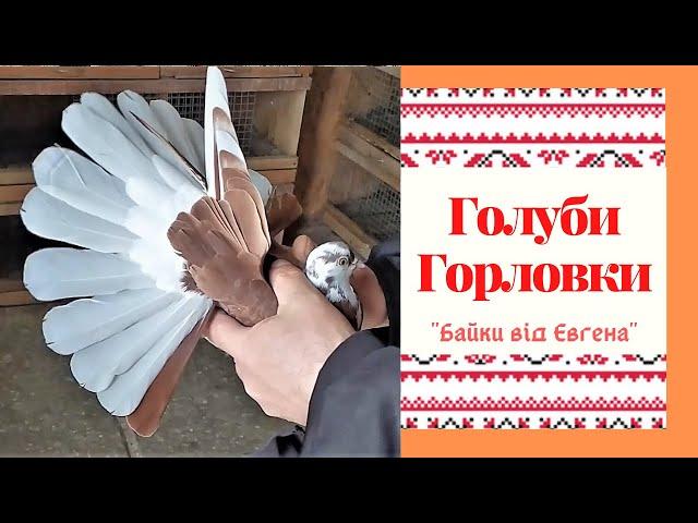 Голуби Андрея Кардаша - г.Горловка.