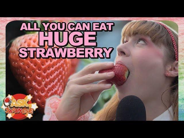 JAPAN'S BIGGEST STRAWBERRIES: ICHIGO HUNT FARM NEAR TOKYO!