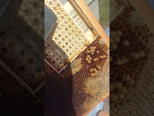 можно качать мед  #bee #пчелиныйрой  #beekeeping