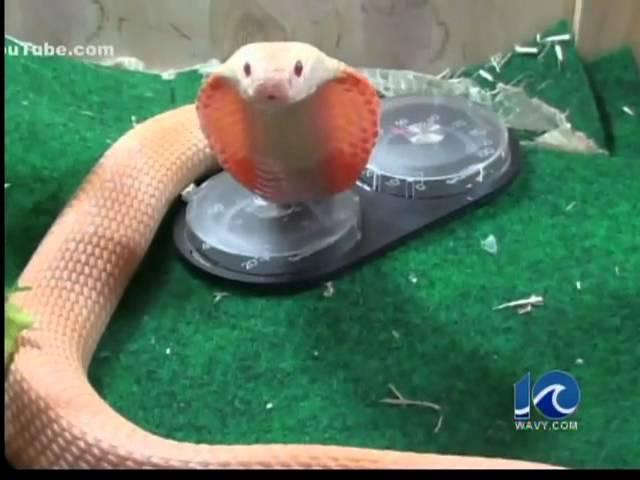 Man OK after pet albino cobra bites him