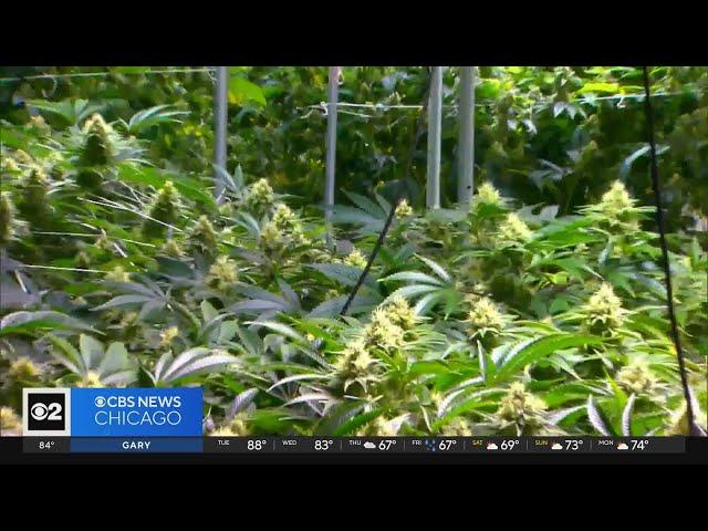 Study examining new drug to treat "cannabis use disorder"