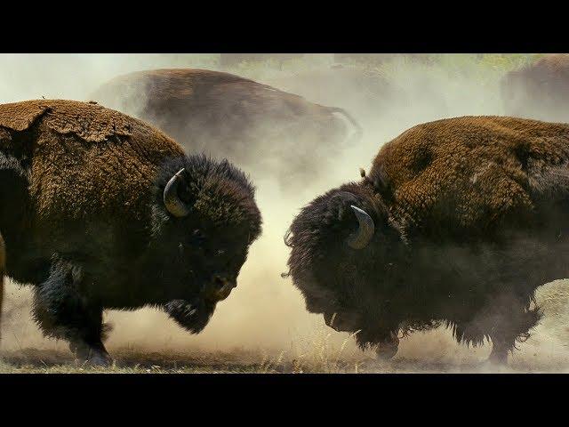 Bison Fight for Mating Rights | BBC Earth