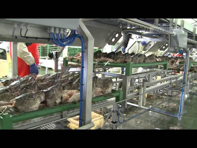 Skreiðarvinnsla / Tørrfisk-produksjon / Stockfish-processing