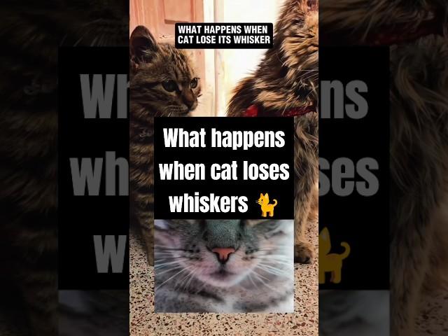 What happens when cat loses whiskers  #cats #catshorts #catfacts #catlover_3975 #catwhiskers